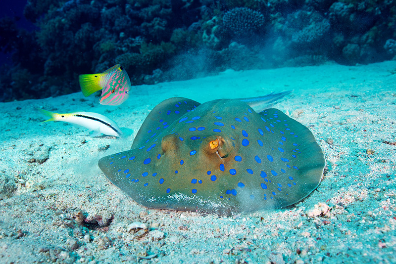 Illustration for article titled Perhaps the Most Beautiful Undersea Photography We've Ever Seen